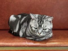 -安安宠医宠物医院·异宠·犬猫内科(岳阳分院)
