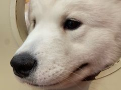 -和它·交个朋友·狗咖猫咖(爱琴海店)