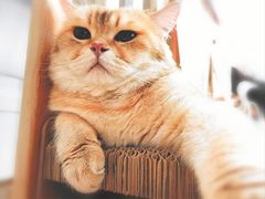 -柴迷FANS CLUB·柴犬狗咖·猫咖