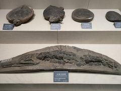 -安徽省地质博物馆