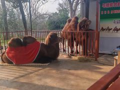 -合肥野生动物园