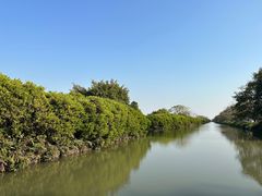 -大湾区中央湿地公园