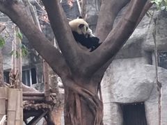 -成都大熊猫繁育研究基地