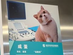 -伟伟宠物医院·CT影像中心·瑞派犬猫综合性门诊(汉口总院)
