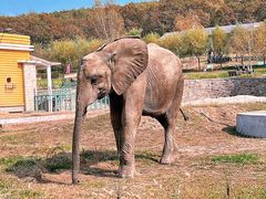 -哈尔滨北方森林动物园