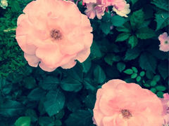 iphone_upload_pic-北戴河集发农业梦想王国