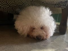 -more than meow吴止猫主题餐厅(承德 中船汇店)