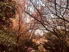 -南山植物园