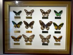 -上海昆虫博物馆