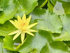 -大连植物园