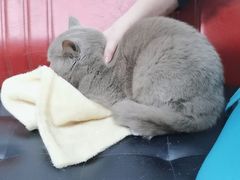 -瑞派天宁宠物医院·猫科·异宠中心