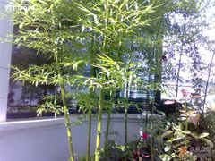 绿植7-尚水长廊铁板烧(荣祥广场店)