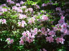 -铁山坪森林公园
