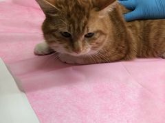 -北京观赏动物医院·24小时大型综合·猫专科·异宠专科