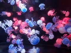 -烟台海昌鲸鲨海洋公园