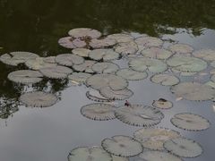 -深圳龙潭公园