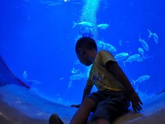 -烟台海昌鲸鲨海洋公园