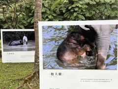 -野象谷景区
