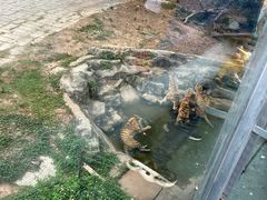 -深圳野生动物园