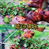 初秋必须安排的活动｜户外烧烤基地