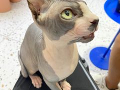 -Umiao与猫咖啡 猫咖