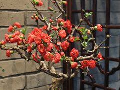 -鸢飞潍坊菜馆(鸢飞大酒店)