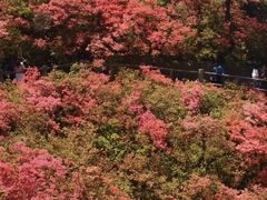 -木兰云雾山