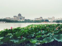-莲花池公园