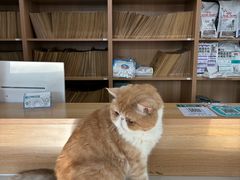 -瑞派长江宠物医院·猫科·外科·24小时夜护(谊城公寓分院)