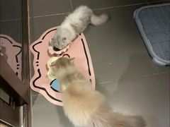 -猫十亿·布偶金渐层·曼基康矮脚猫舍(青年路店)