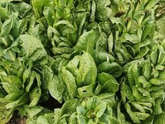 -意大利农场度假村