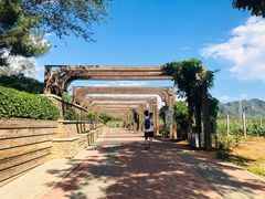 -北京张裕爱斐堡酒庄