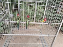 -南宫五洲植物乐园