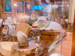 店内布置-more than meow吴止猫主题餐厅(承德 中船汇店)