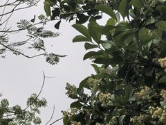 -云溪植物园