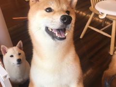 -豆柴町-柴犬主题狗咖(红鼎国际C座店)