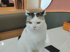 -喵园·猫主题咖啡厅·撸猫·猫咖(国贸店)