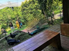 -吉隆坡雀鸟公园
