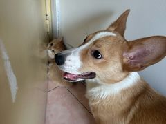 -FAELING PETS美天灵宠物(富力广场店)