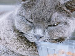 -瑞派天使宠物医院·神经外科·骨科·核磁(洛川中路店)