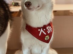 -Husky Go! 哈士奇体验馆·宠物咖啡厅狗咖