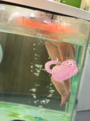 -鳄鱼泡泡游泳馆(新DNA购物中心店)