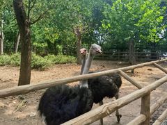 -大连森林动物园