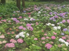 -上海滨江森林公园