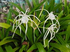 -海南热带雨林国家公园吊罗山景区