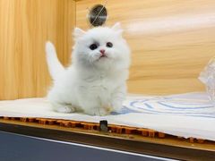 -欣宠猫屋·矮脚拿破仑·蓝金金渐层