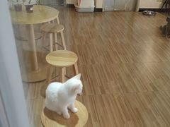 -Heymao猫咖.咖啡厅(东门店)