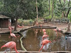 -清迈夜间动物园