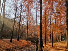 -白水寺森林公园