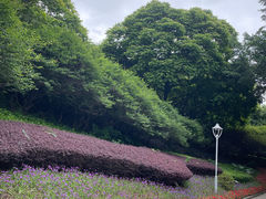 -金鸡山公园